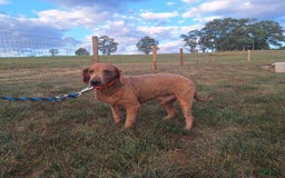 Mini Goldendoodle dogs for sale: Marble - Image 8