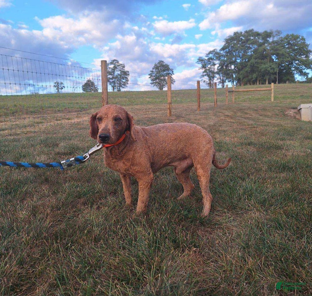 Mini Goldendoodle dogs for sale: Marble - Image 8