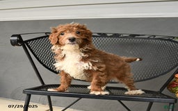 Mini Goldendoodle dogs for sale: Lilac - Image 5