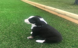 English Shepherd dogs for sale: Tommy - Image 1