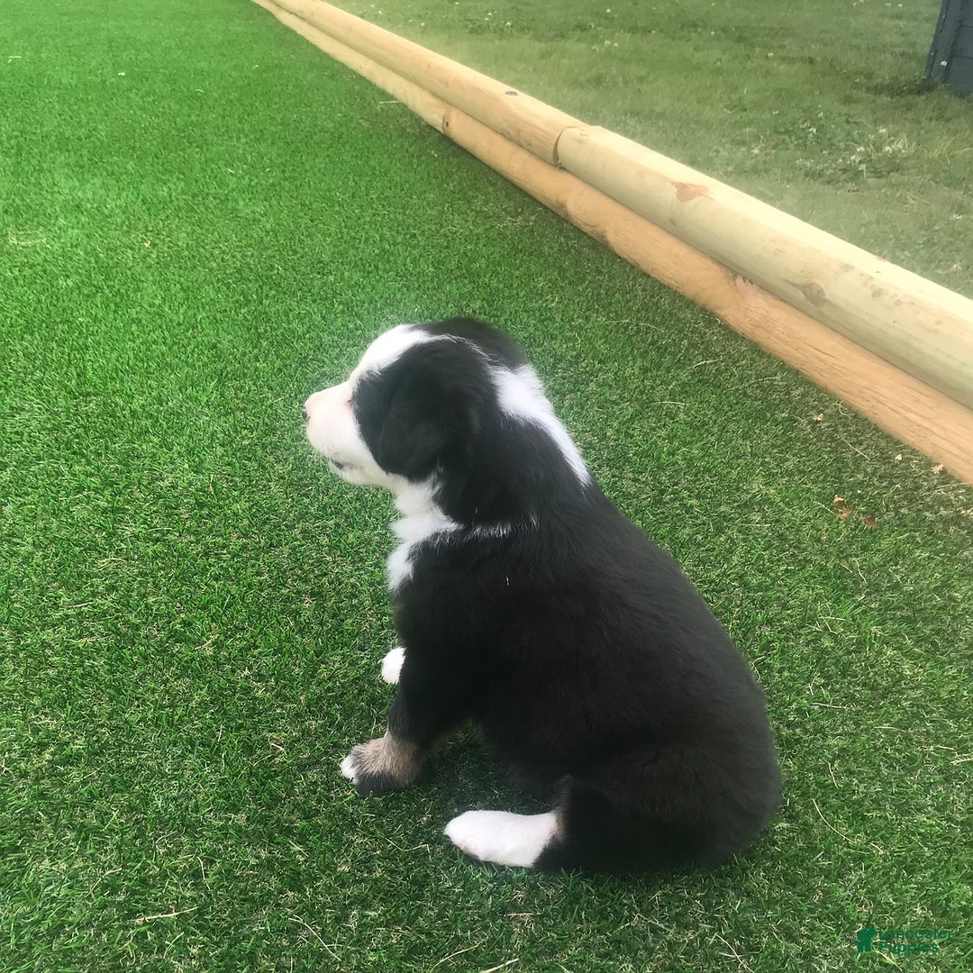 English Shepherd dogs for sale: Tommy - Image 1