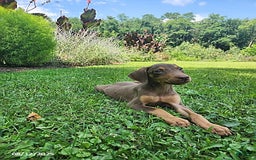 Doberman Pinscher dogs for sale: Doberman Pinscher 9 puppies - Image 13