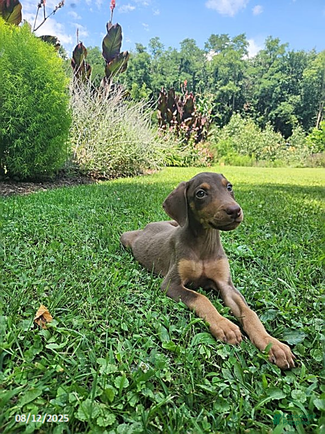 Doberman Pinscher dogs for sale: Doberman Pinscher 9 puppies - Image 13