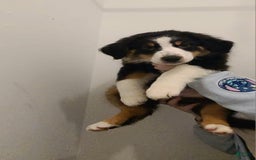 Australian Shepherd dogs for sale: Riley Fully Vaccinated - Image 9