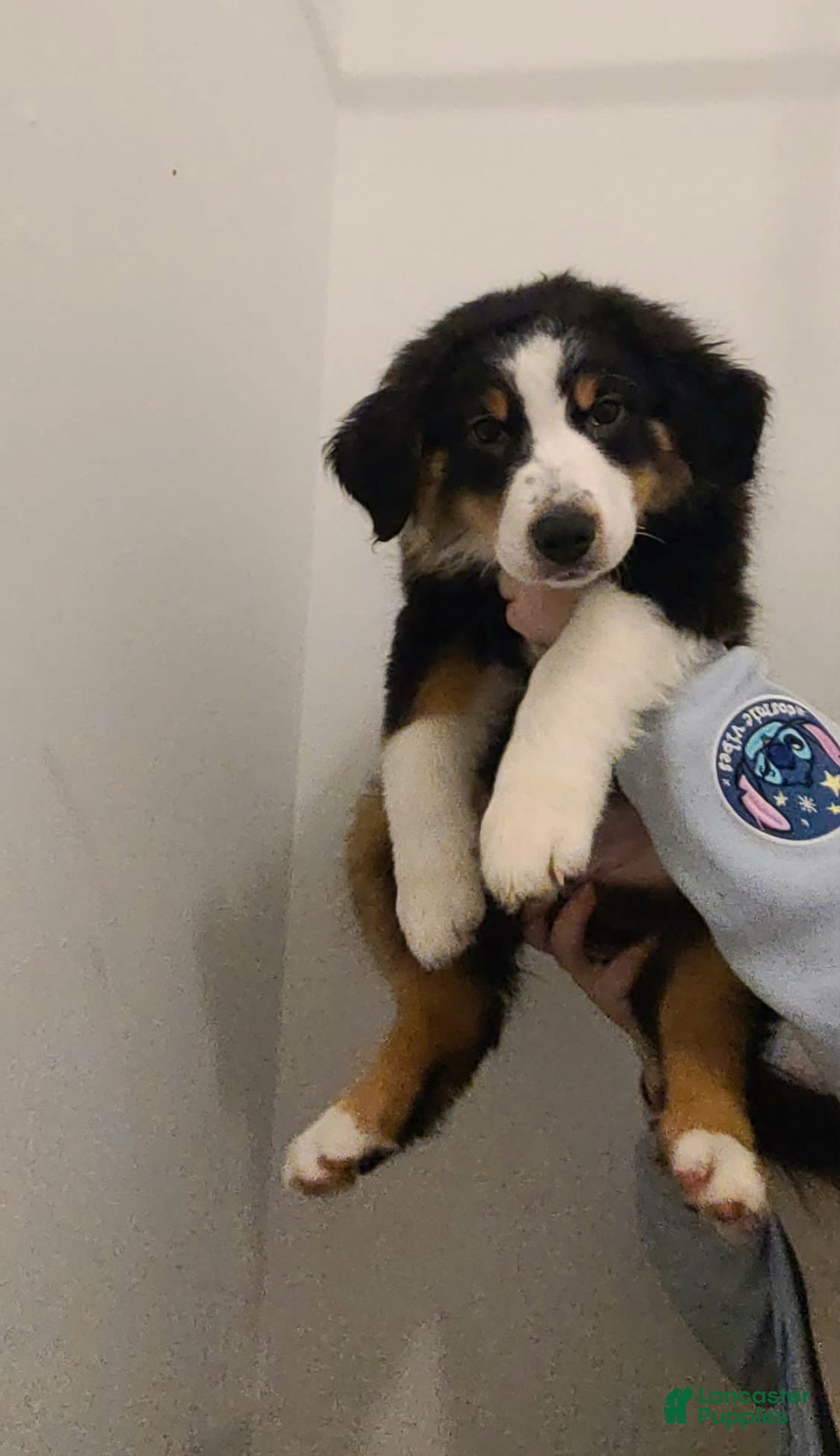 Australian Shepherd dogs for sale: Riley Fully Vaccinated - Image 9