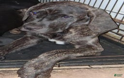 Cane Corso dogs for sale: Black - Image 13