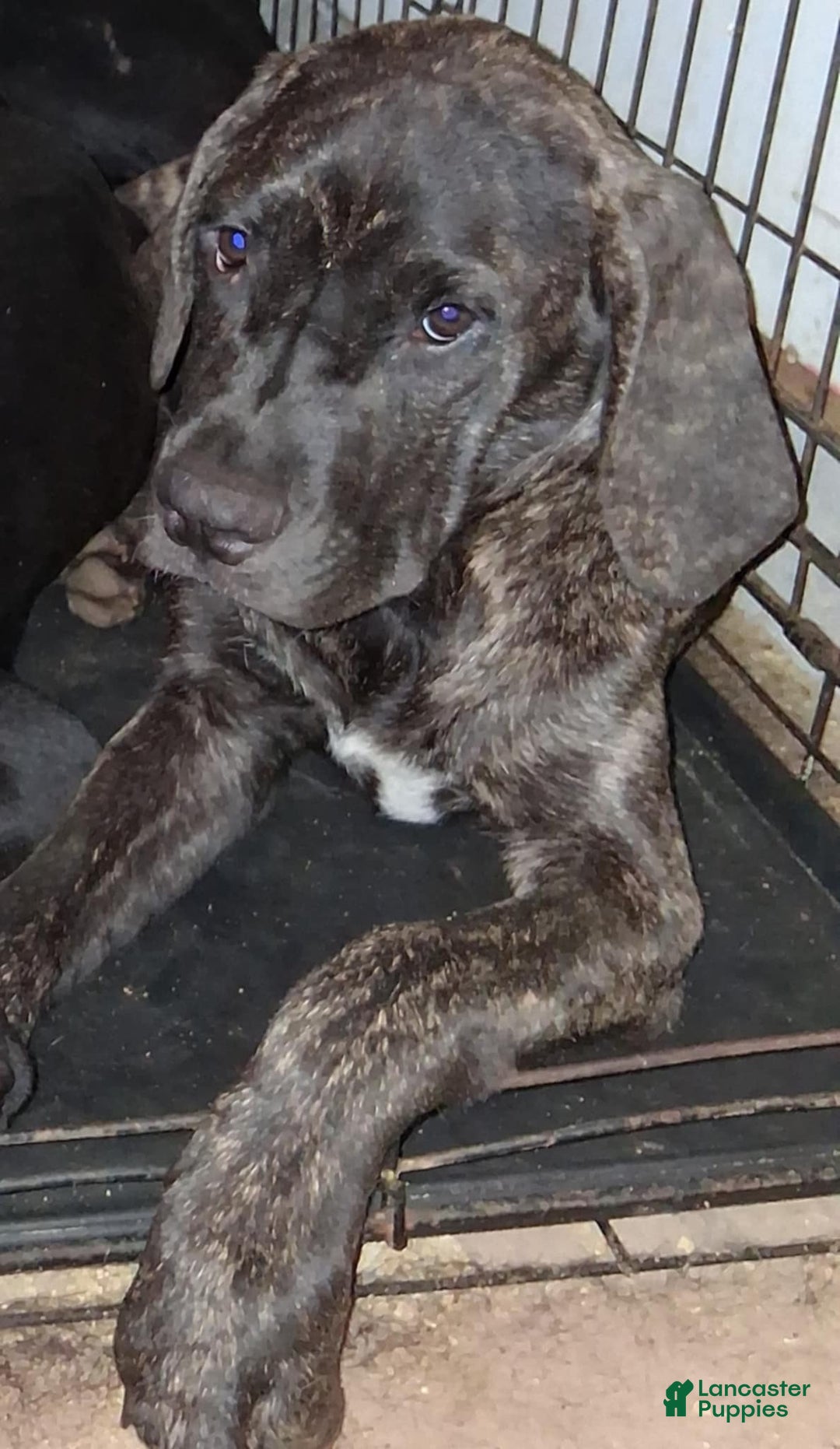 Cane Corso dogs for sale: Black - Image 13