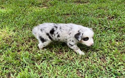 Australian Shepherd dogs for sale: Buster - Image 3