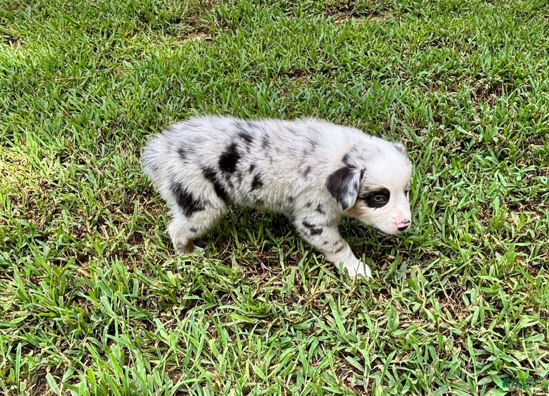 Australian Shepherd dogs for sale: Buster - Image 3