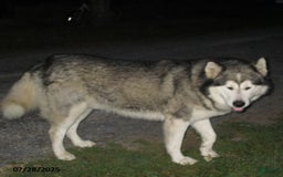 Alaskan Malamute dogs for sale: Ranger - Image 5