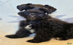 Miniature Schnauzer dogs for sale: Akc Shadow - Image 2