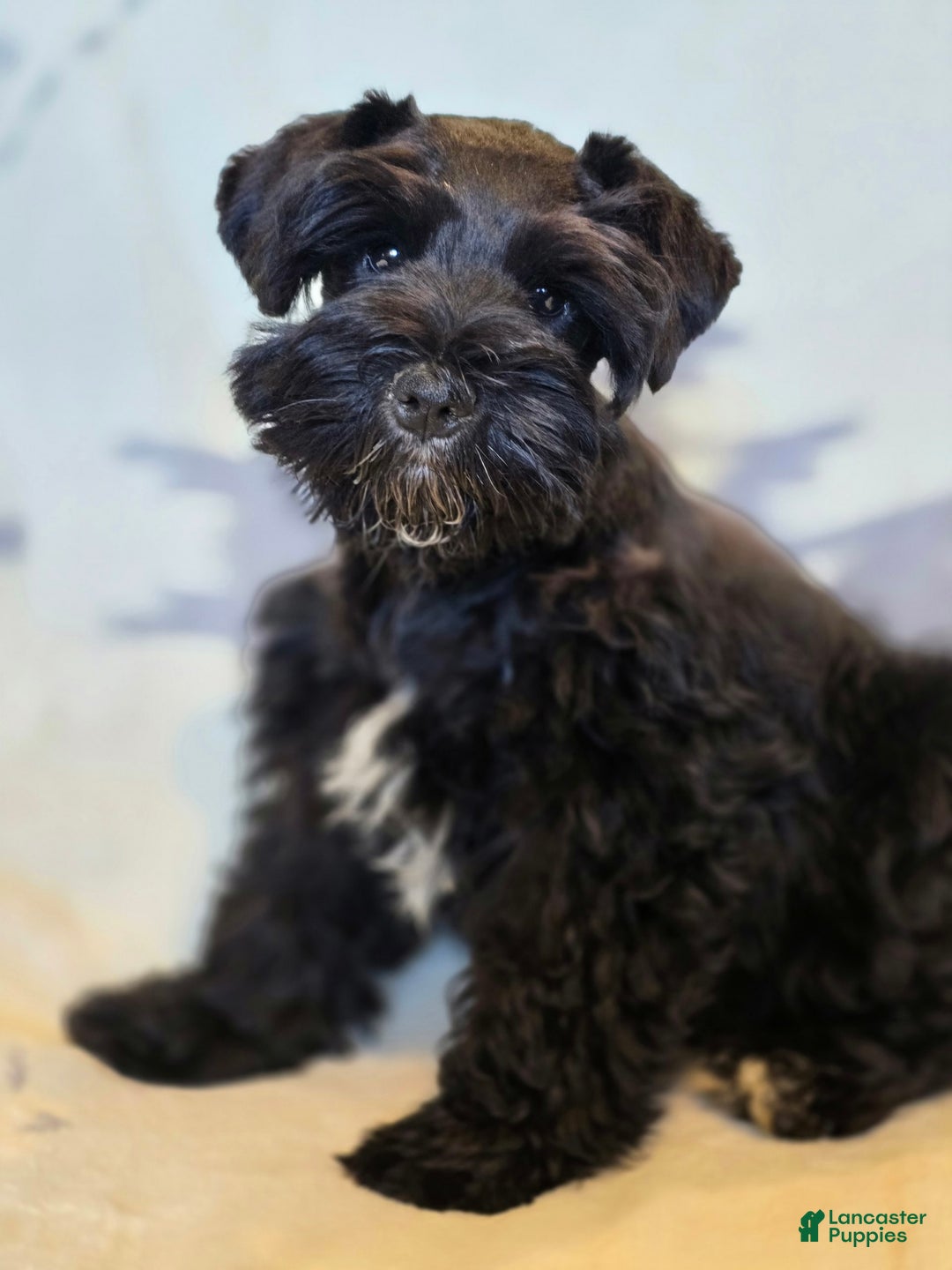 Miniature Schnauzer dogs for sale: Akc Shadow - Image 2