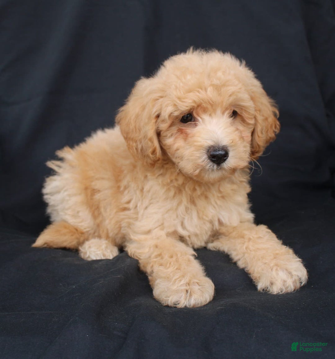 Bichpoo dogs for sale: Buster - Image 2
