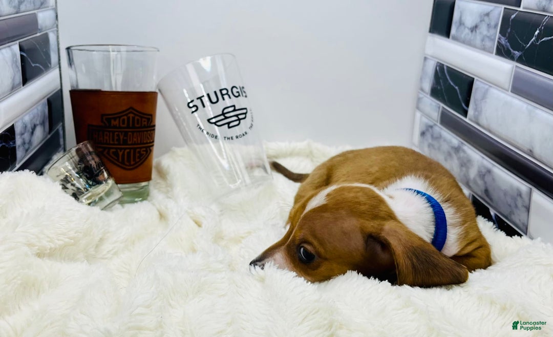 Miniature Dachshund dogs for sale: Jasper - Image 11