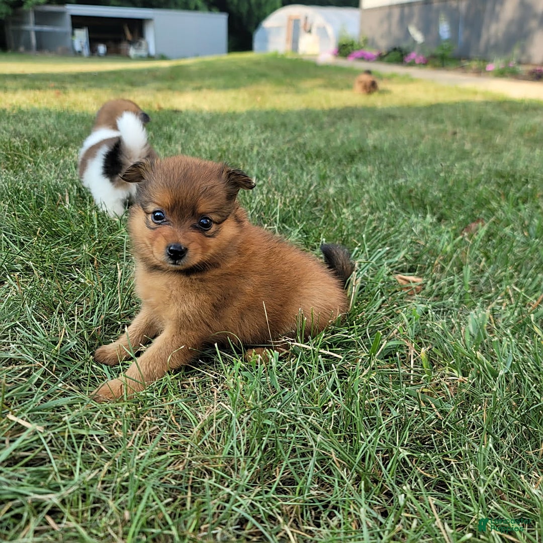 Pomeranian dogs for sale: Chloe - Image 1