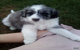 Aussiedoodle dogs for sale: Lincoln - Image 2