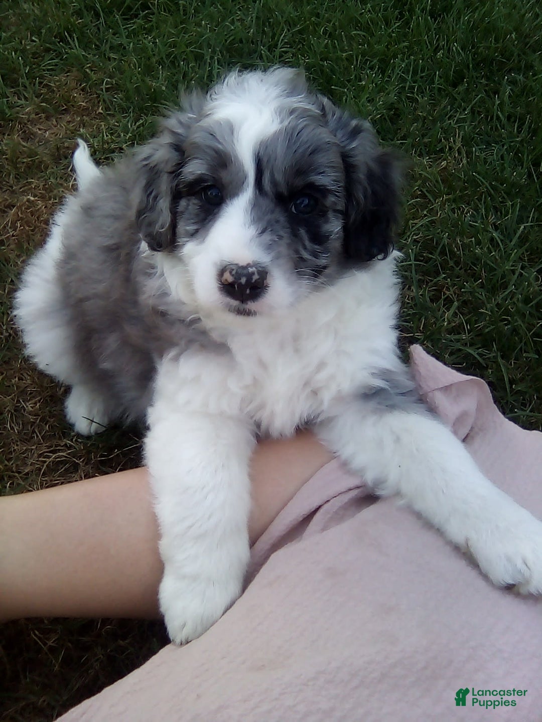 Aussiedoodle dogs for sale: Lincoln - Image 2