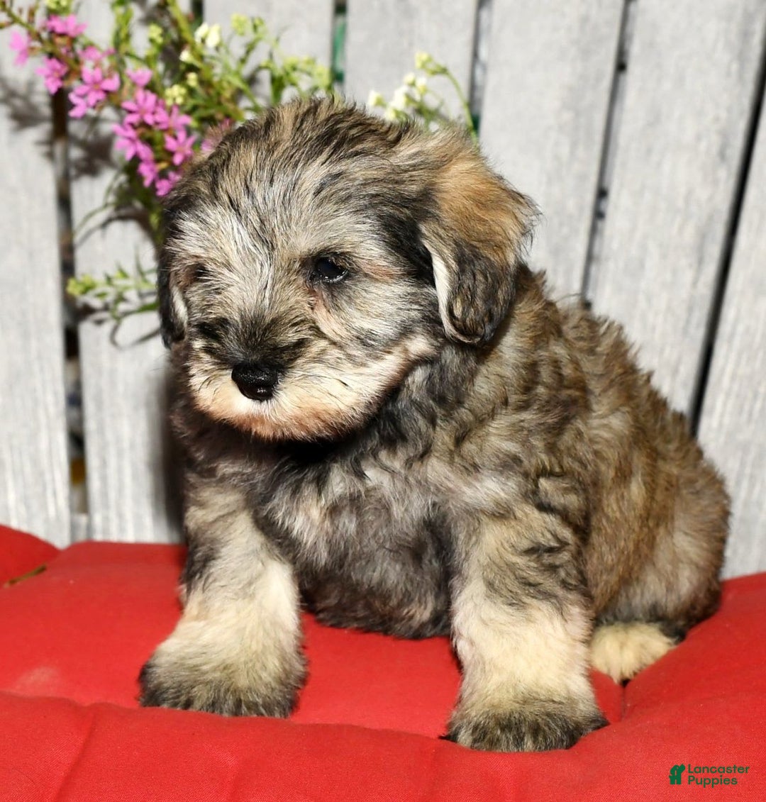 Miniature Schnauzer dogs for sale: Frosty - Image 3