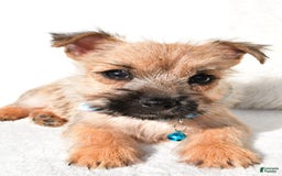 Cairn Terrier dogs for sale: Echo - Image 5