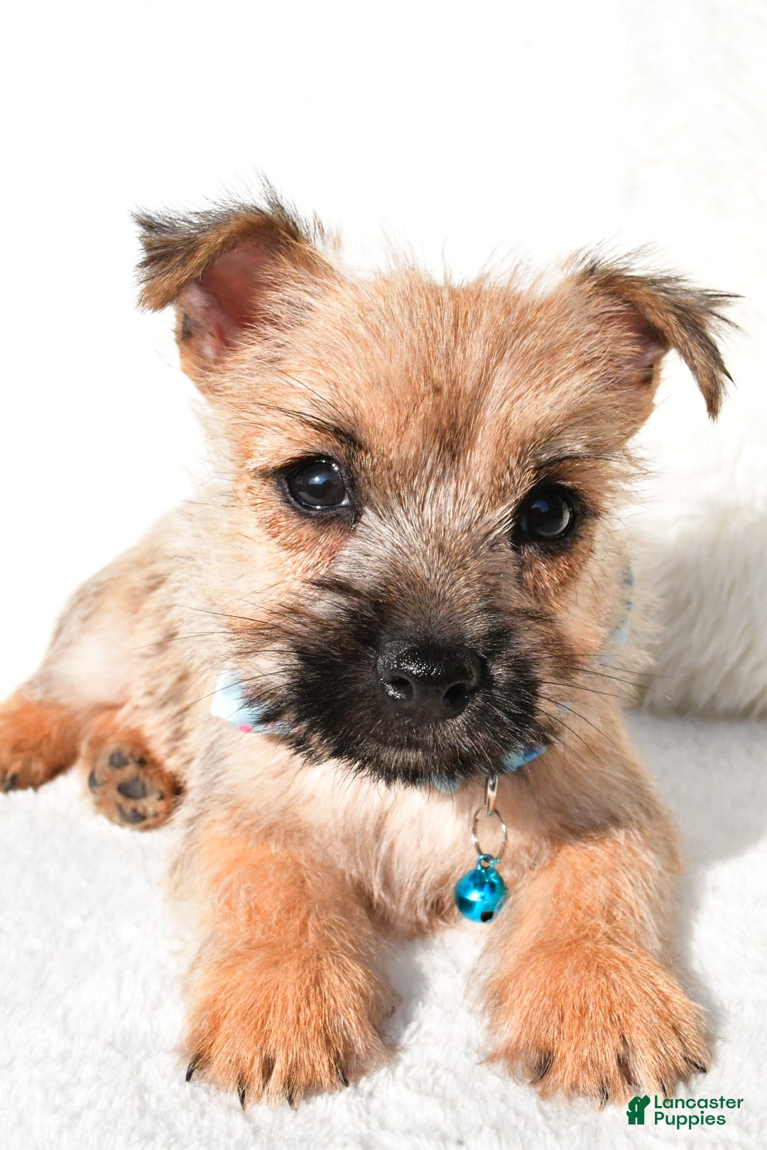 Cairn Terrier dogs for sale: Echo - Image 5