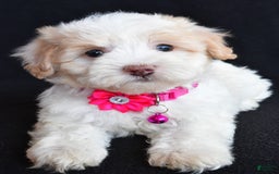 Havapoo dogs for sale: Molly - Image 1