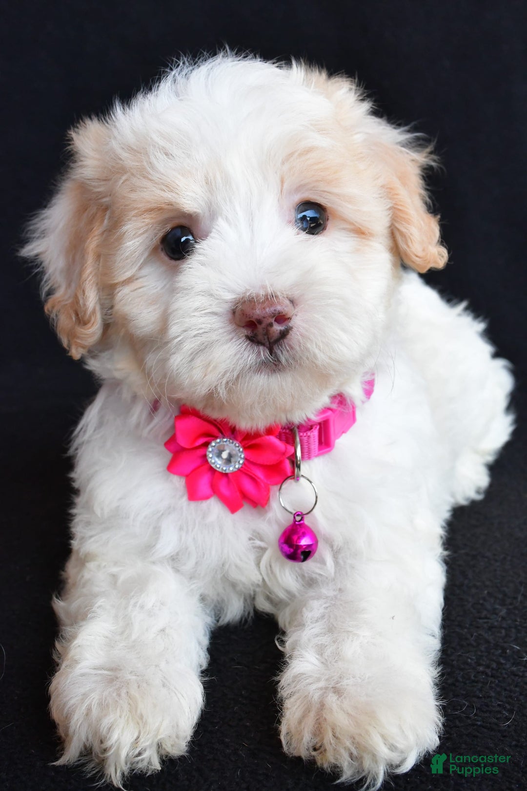 Havapoo dogs for sale: Molly - Image 1