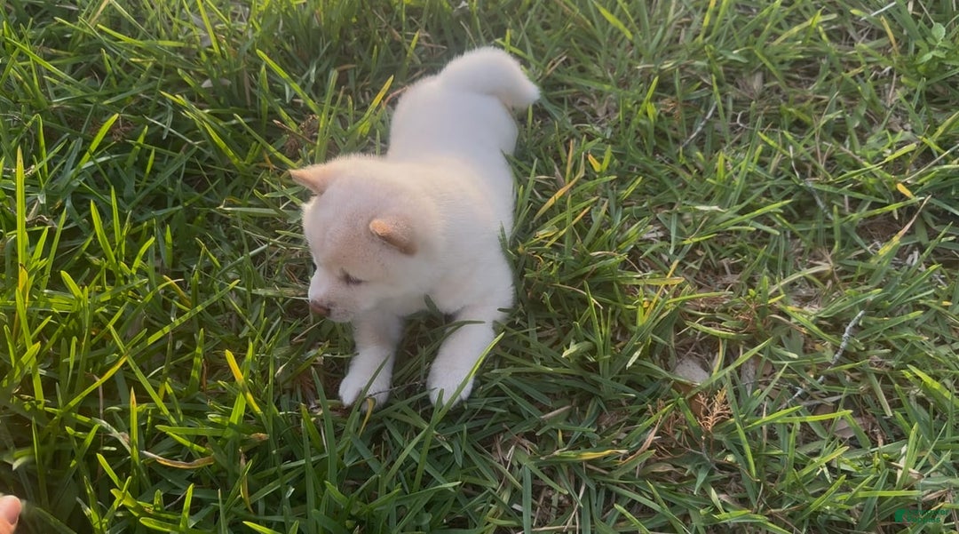 Shiba Inu dogs for sale: Paloma - Image 4