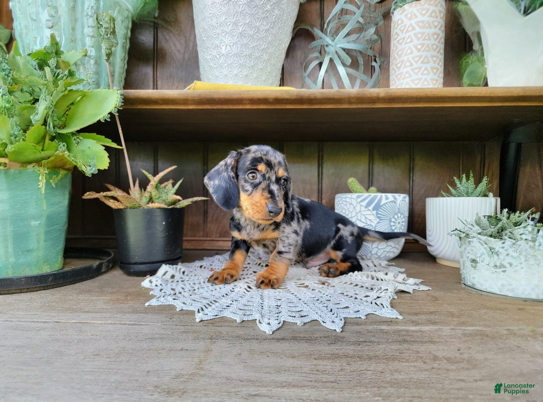 Dachshund dogs for sale: Carson - Image 2