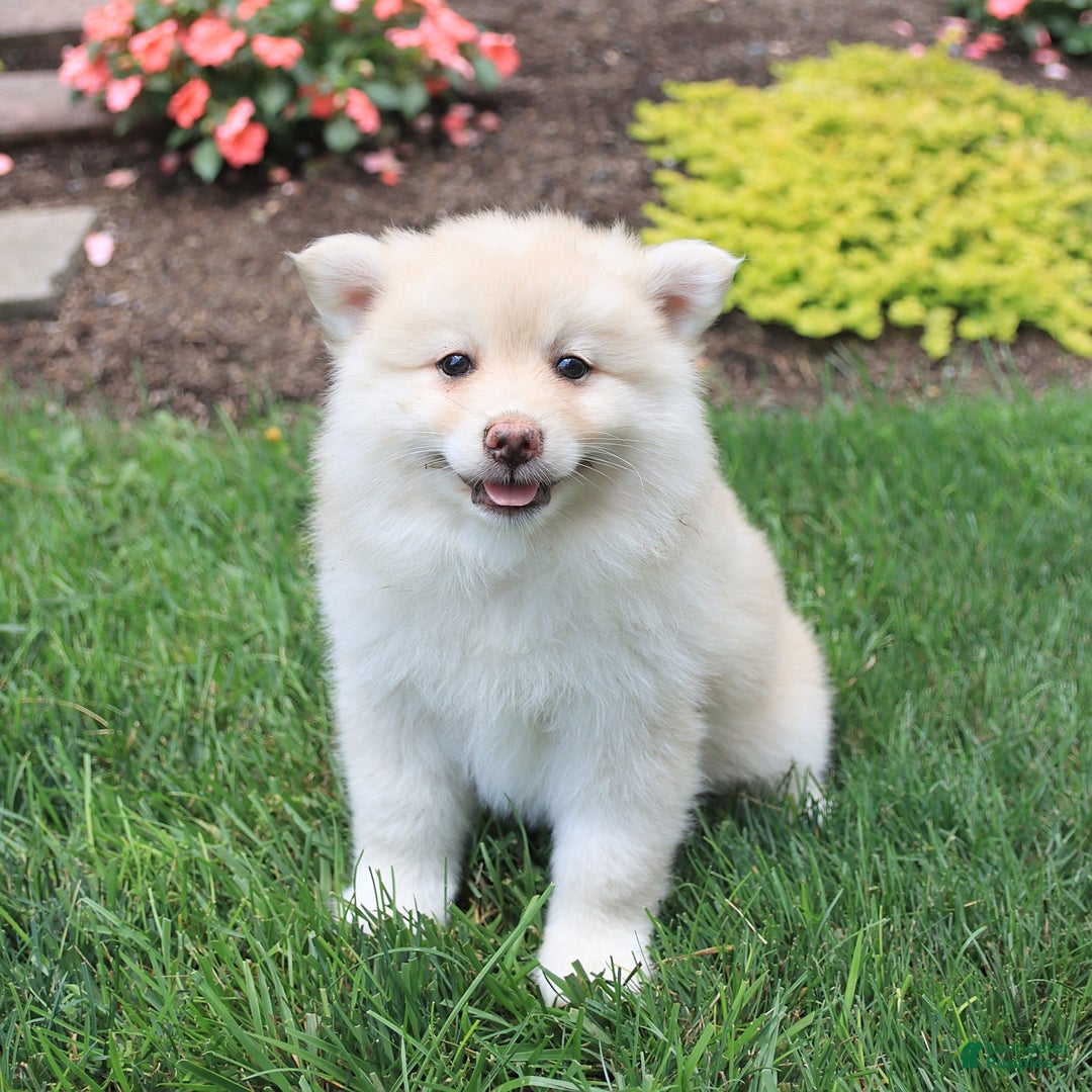 Pomsky dogs for sale: Happy - Image 3