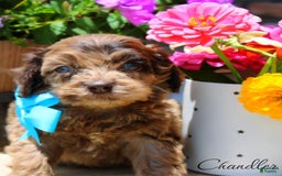 Cockapoo dogs for sale: Chandler - Image 1