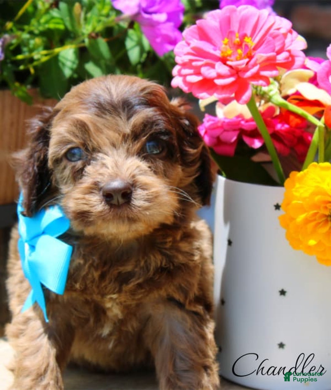 Cockapoo dogs for sale: Chandler - Image 1