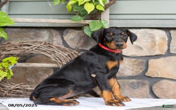 Doberman Pinscher dogs for sale: Rachelle - Image 4