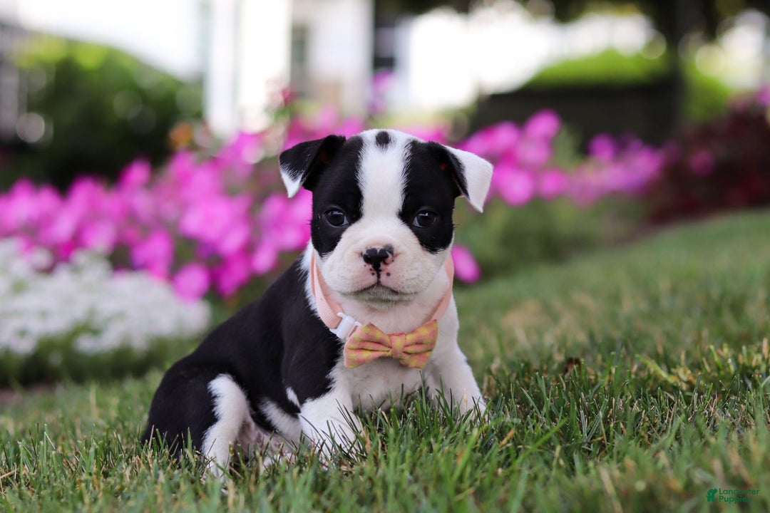 Boston Terrier dogs for sale: Sheila - Image 1