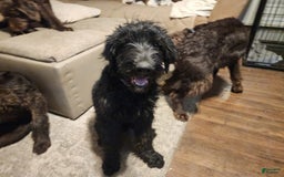 Labradoodle dogs for sale: Ruby - Image 9