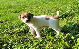 Jack Russell Terrier dogs for sale: Penny Female JRT - Image 12