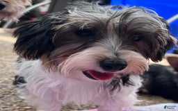 Biewer Terrier dogs for sale: Kiko - Image 1
