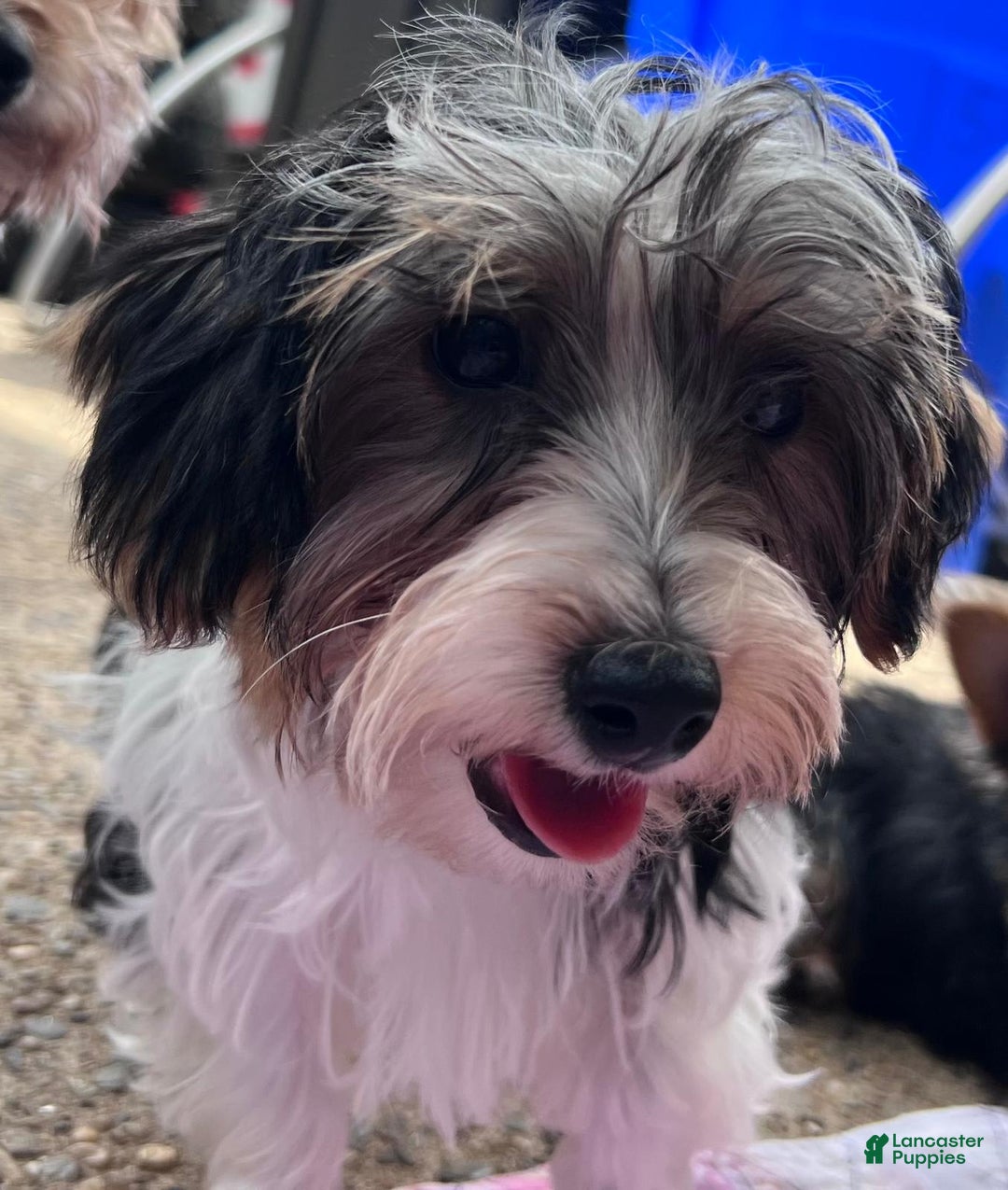 Biewer Terrier dogs for sale: Kiko - Image 1