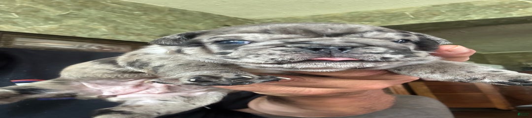 Chungus