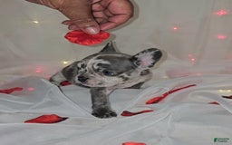 French Bulldog dogs for sale: Missy - Image 6