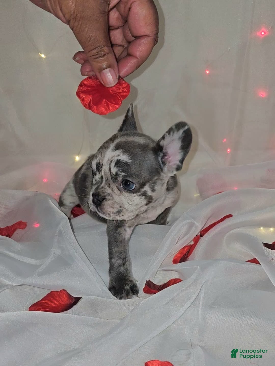 French Bulldog dogs for sale: Missy - Image 6