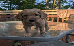 Goldendoodle dogs for sale: James - Image 2