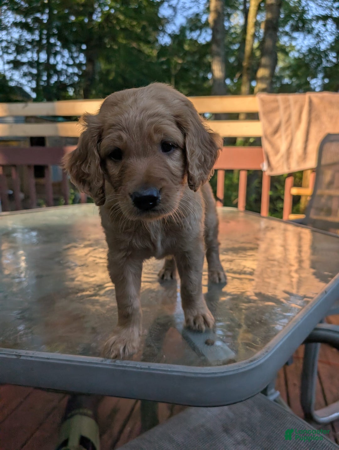 Goldendoodle dogs for sale: James - Image 2