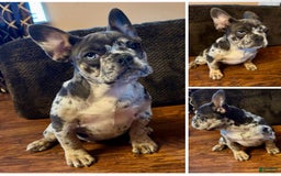 French Bulldog dogs for sale: Trix - Image 1