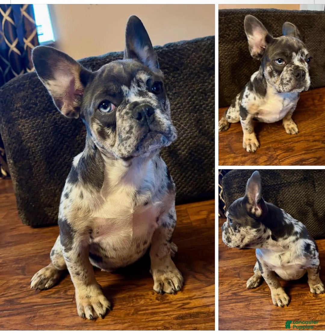 French Bulldog dogs for sale: Trix - Image 1
