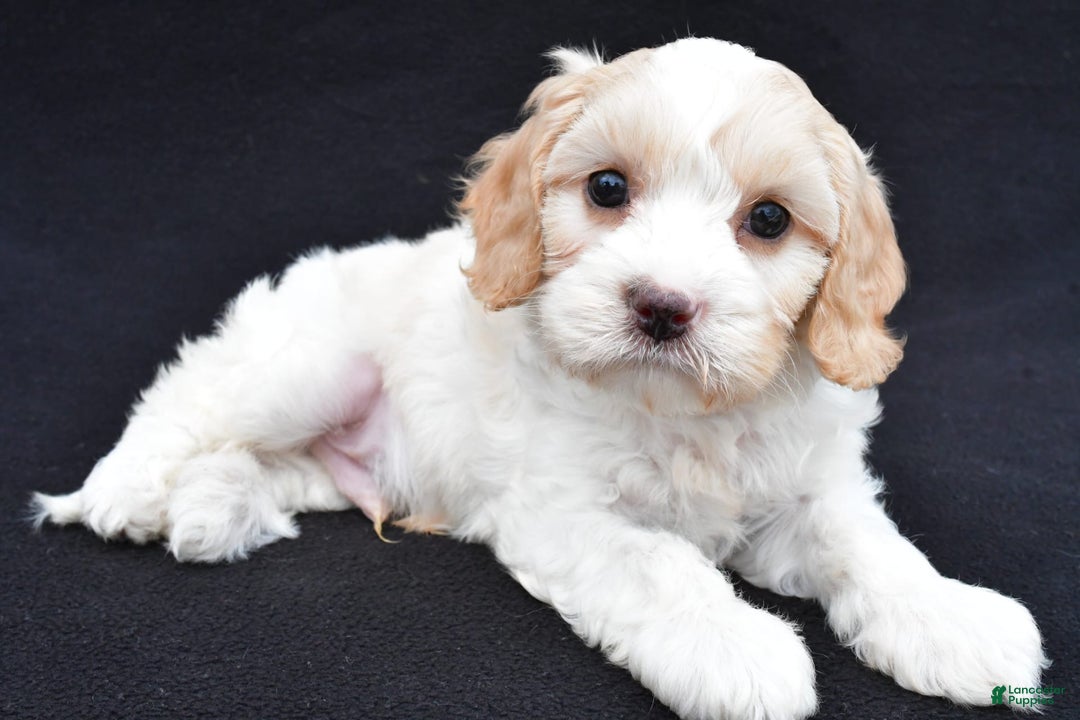 Cavapoo dogs for sale: Snickers - Image 8