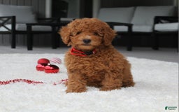 Miniature Poodle dogs for sale: Miniature Poodle 3 puppies - Image 10