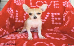 Chihuahua dogs for sale: Peanut - Image 2