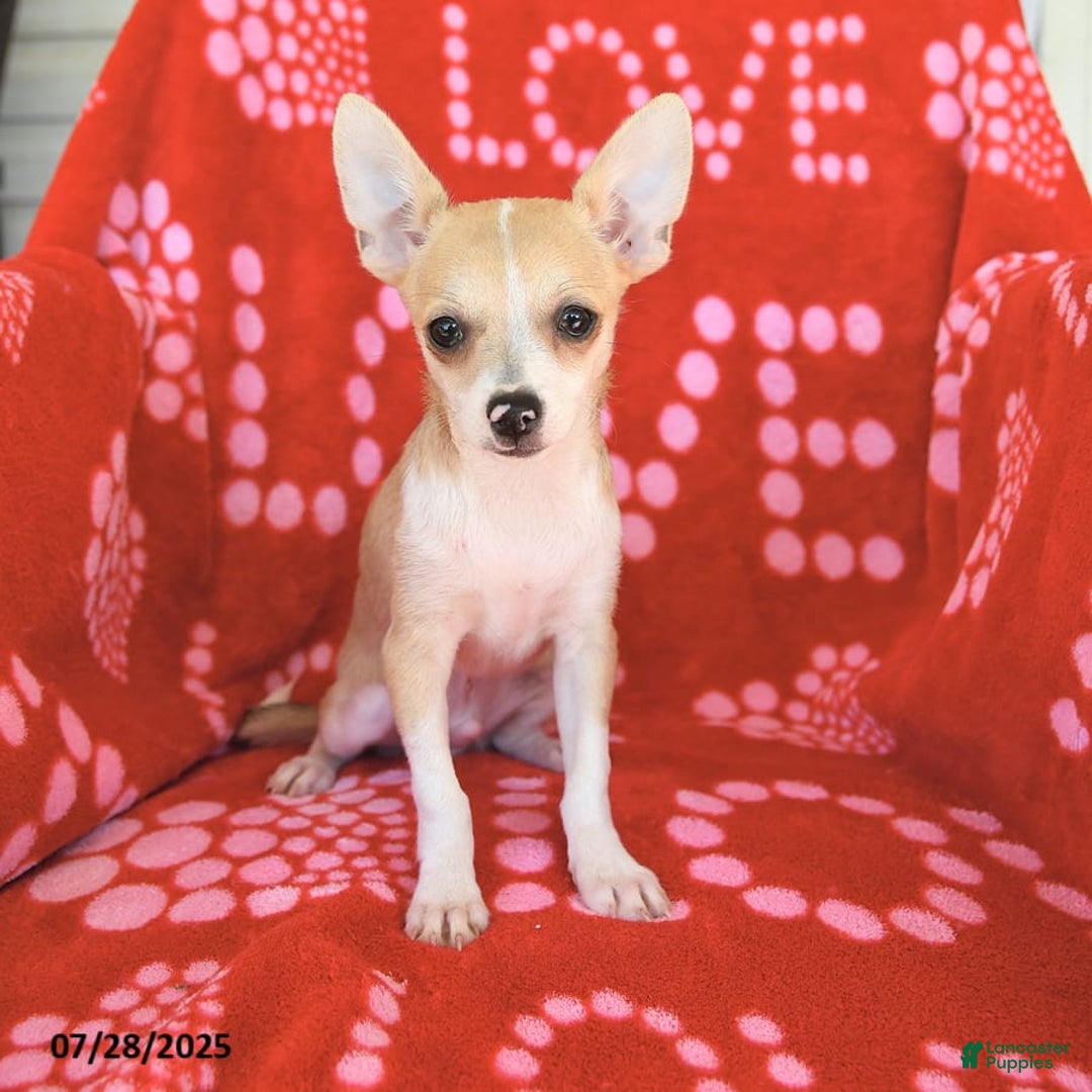 Chihuahua dogs for sale: Peanut - Image 2