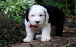 Old English Sheepdog dogs for sale: Dallas - Image 7