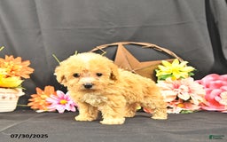 Miniature Poodle dogs for sale: Chase Extra Small - Image 4